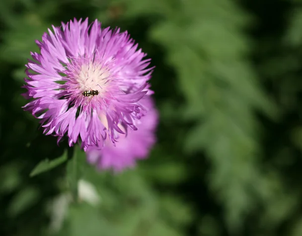 Abelha em uma flor — Fotografia de Stock