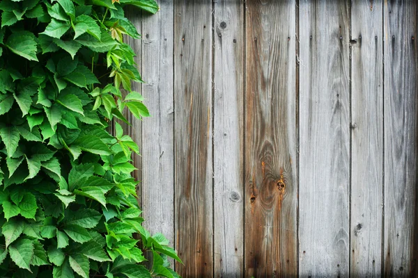 Ahşap duvar ve vahşi Asma yaprakları doku — Stok fotoğraf