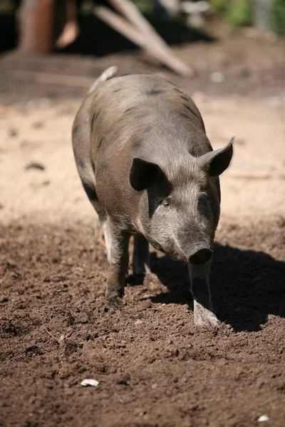 Ходячая свинья — стоковое фото