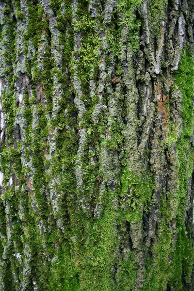 大きな木の樹皮 — ストック写真