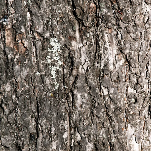 Ağaç kabuğu — Stok fotoğraf
