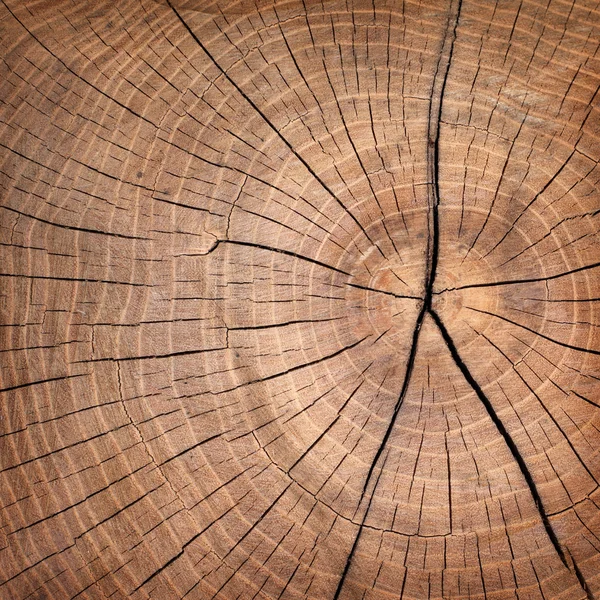 Stare drzewa wyciąć — Zdjęcie stockowe