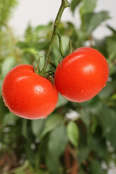 Friske røde tomater - Stock-foto