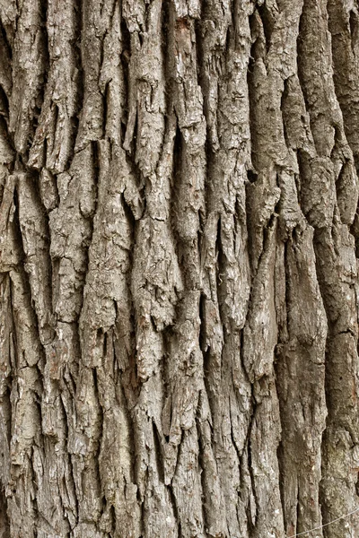 Кора из 450-летнего дуба — стоковое фото
