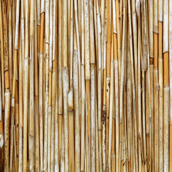 Reed background — Stock Photo, Image