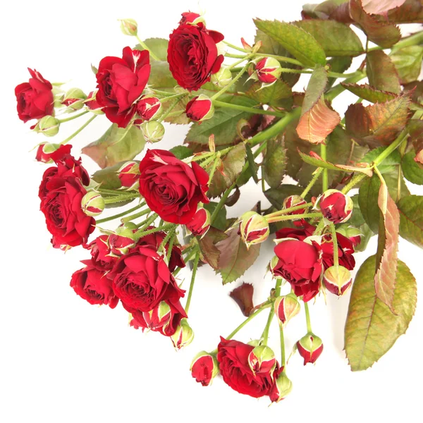 Vörös rózsák elszigetelt fehér háttér — Stock Fotó
