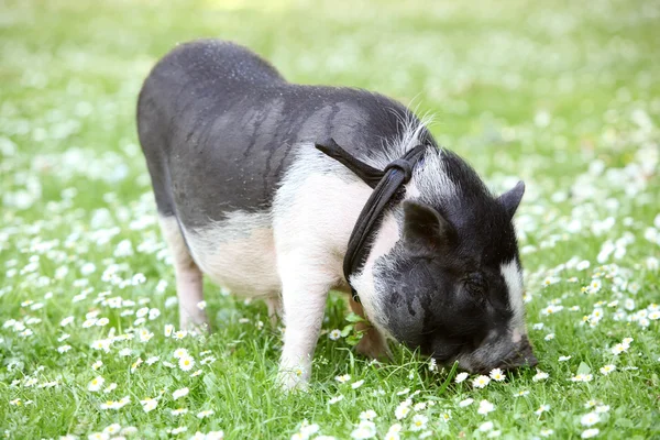Свинья на поле ромашки — стоковое фото