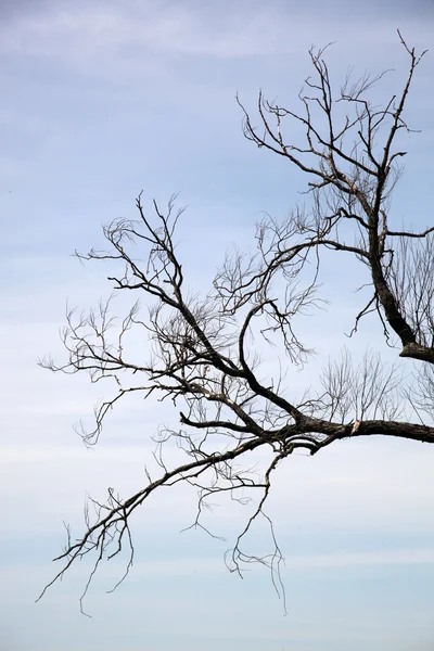 stock image Dead tree branch against blue sky