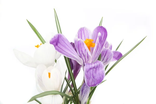 Crocus spring flowers isolated on white — Stock Photo, Image