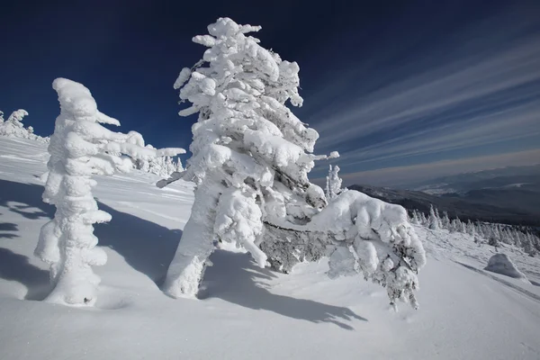 Frozen trees in a mountains — Stock Photo, Image