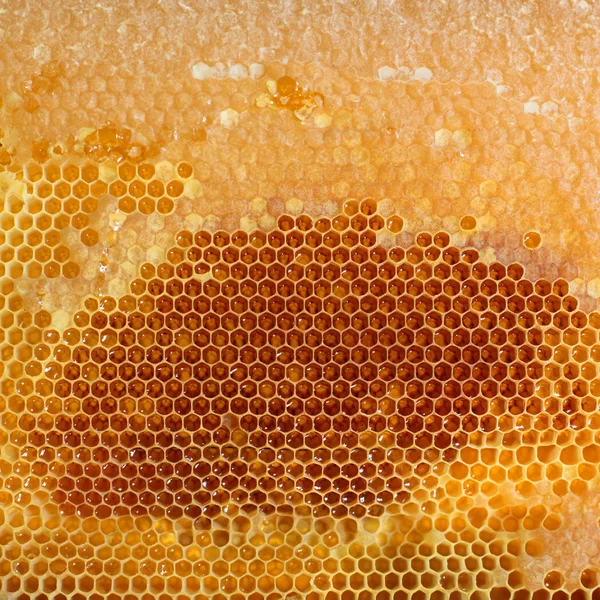 Yellow honeycomb full of honey — Stock Photo, Image