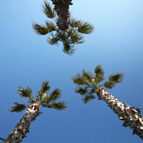 stock image Three palms against blue sky