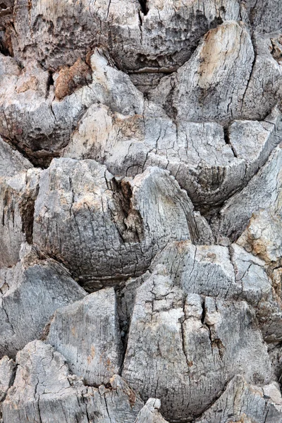 古いヤシの木のテクスチャ — ストック写真