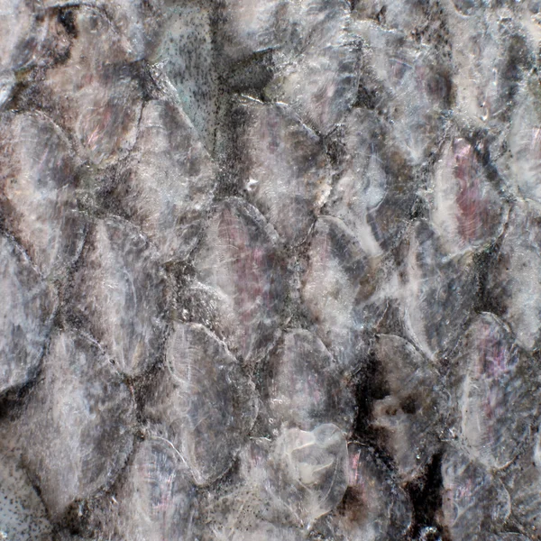 Salmon fish scales macro shot — Stock Photo, Image