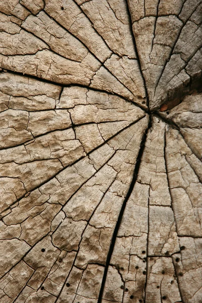 Perfil de tronco de alta resolución de roble viejo y seco — Foto de Stock