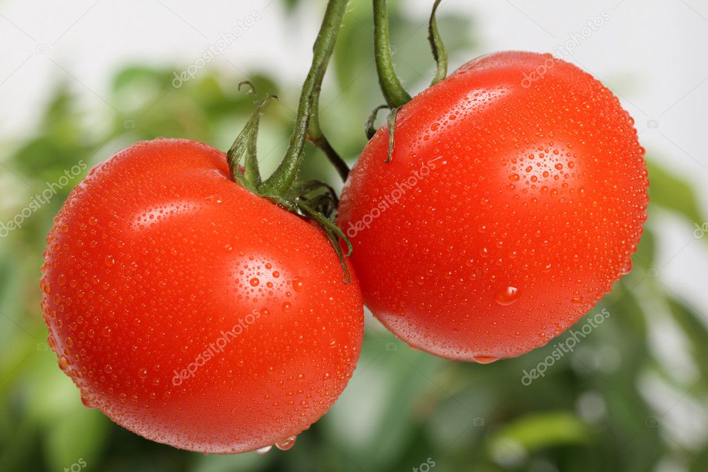 Fresh red tomatoes close-up