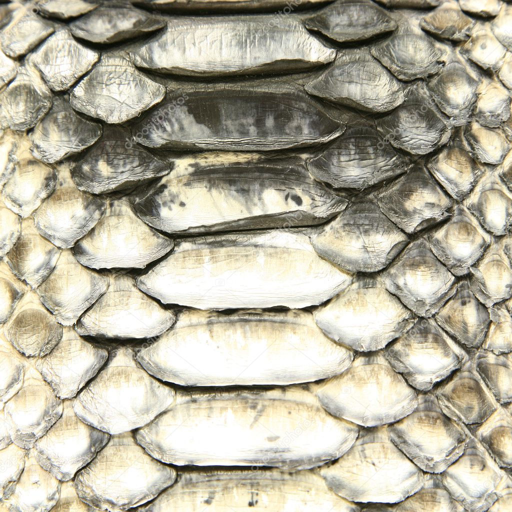 Natural python skin texture