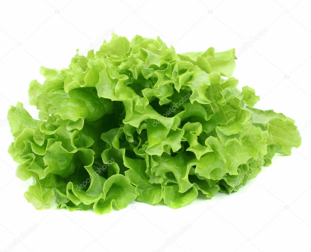Lettuce salad isolated