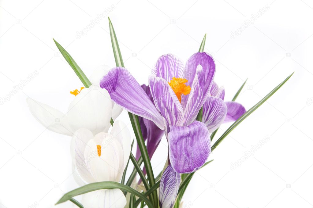 Crocus spring flowers isolated on white