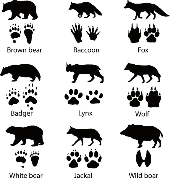 Animales y sus huellas. Ilustración vectorial — Vector de stock