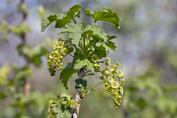 stock image Flowering currant.