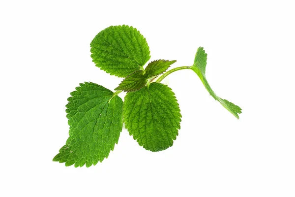 stock image Green leaf on white background.