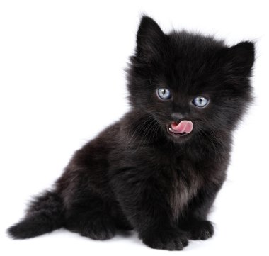 Black little kitten licking clipart