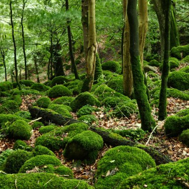 Mossy rocks in the forest clipart