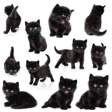 Black little kitten, collection clipart