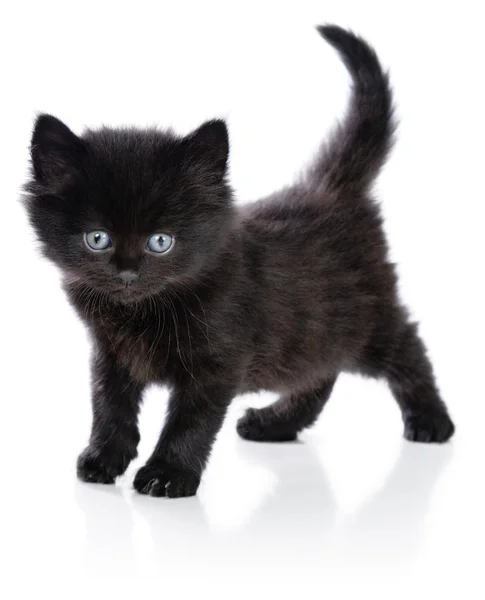 Черный котенок стоя — стоковое фото