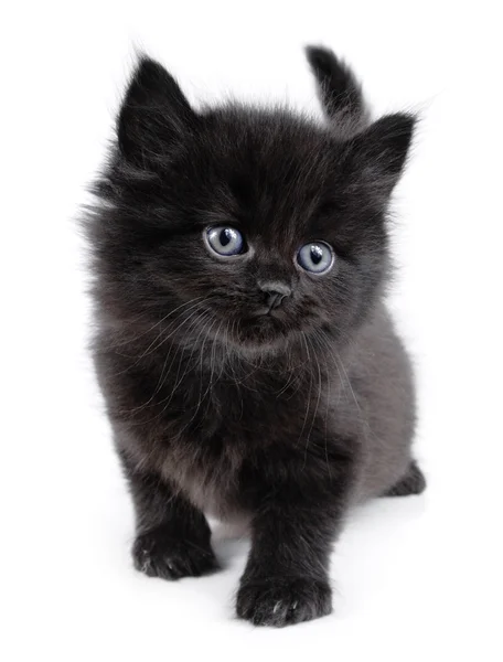 Gattino nero che cammina — Foto Stock