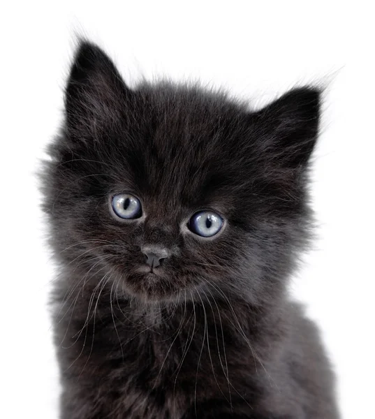 Piccolo gattino nero seduto — Foto Stock