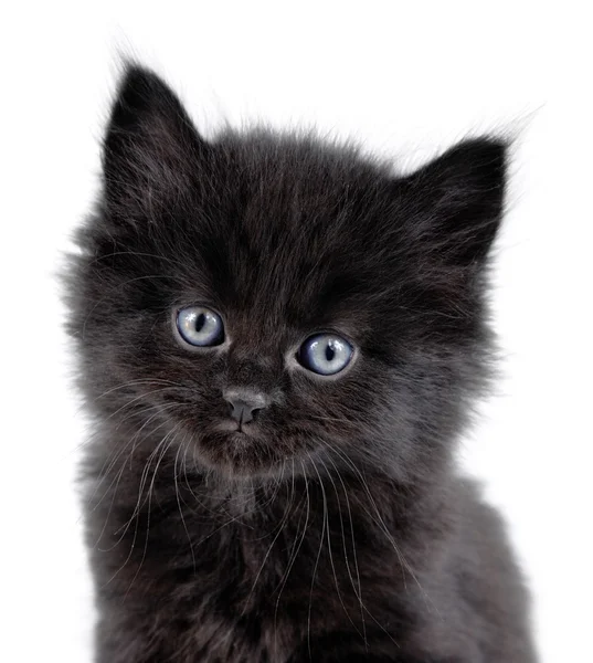 stock image Black little kitten sitting down