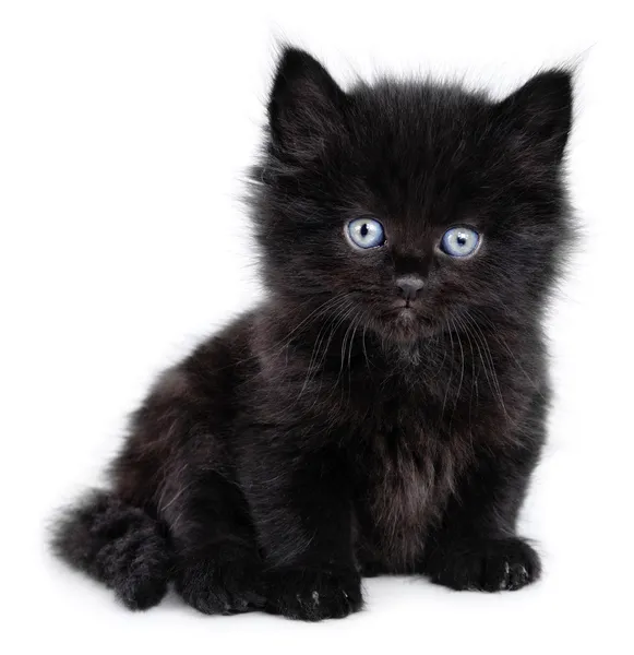 Negro poco gatito sentado abajo — Foto de Stock