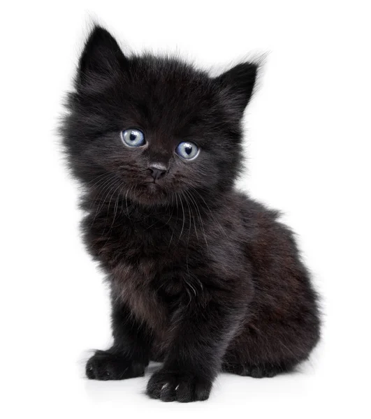 Черный котенок садится — стоковое фото