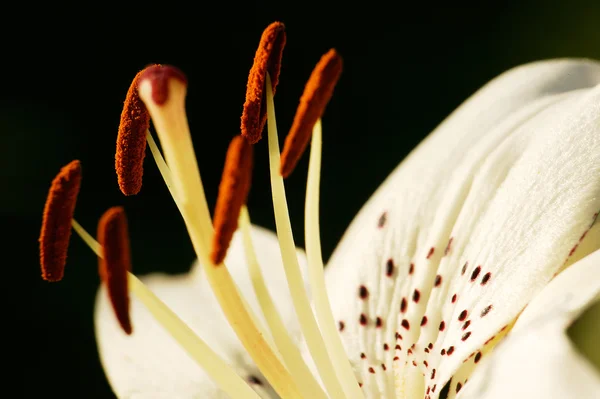 Close up of a lily — Stock Photo, Image
