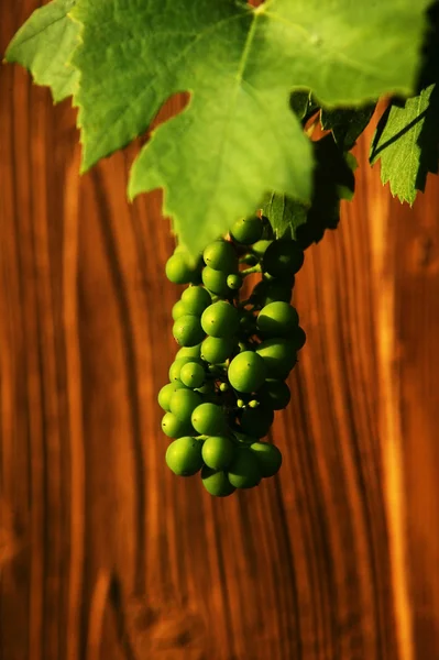 Uvas sobre fondo marrón —  Fotos de Stock