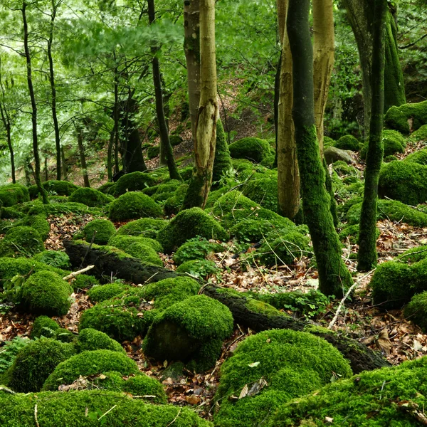 stock image Mossy rocks in the forest