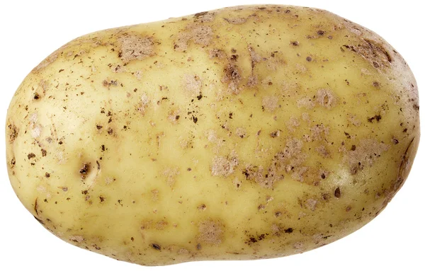 A large potato — Stock Photo, Image