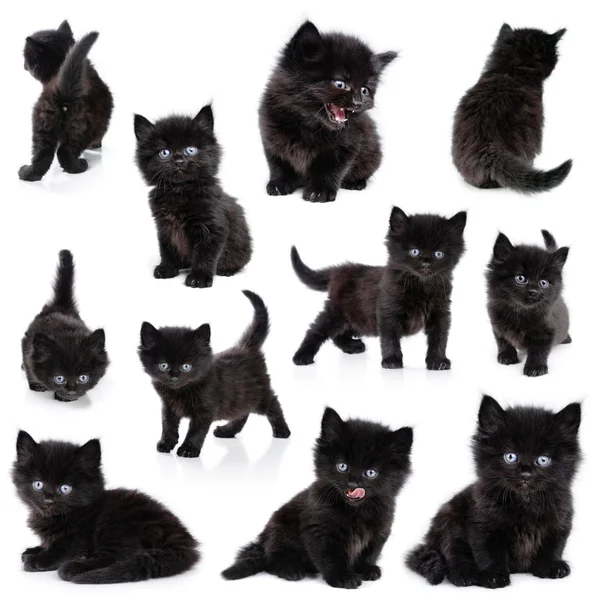 Czarny mały kotek, kolekcja — Zdjęcie stockowe