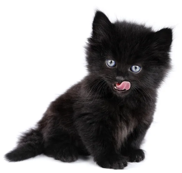Zwarte kleine kitten likken — Stockfoto