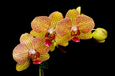 turuncu ve kırmızı phalaenopsis orkide