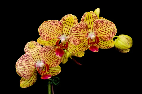 Orange och röda phalaenopsis orkidé — Stockfoto