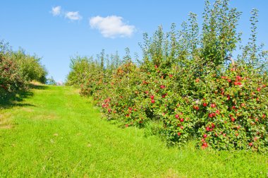 Apple Orchard clipart