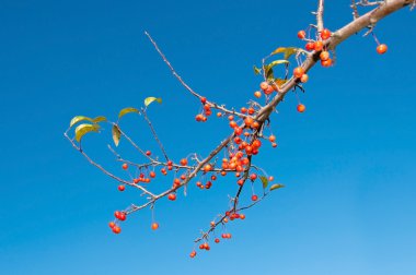 Berries on a Tree