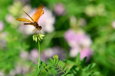 Brown Dragonfly clipart