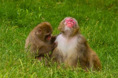 Monkey Grooming clipart