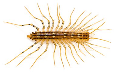 Centipede on White clipart