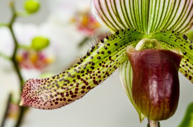 Paphiopedilum eureka ve orkide çapraz kuru üzüm pasta