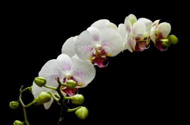 Beyaz phalaenopsis orkide